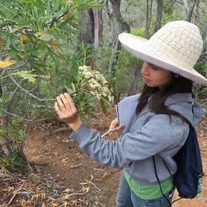 Santa Cruz Island Trip, Michelle Gee looking at an Island ironwood (Lyonothamnus floribundus) flower