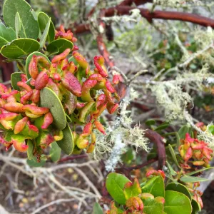 Santa Cruz Island Trip, Island manzanita (Arctostaphylos insularis) with insect damage