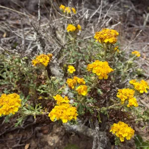 Santa Cruz Island Trip, Golden yarrow (Eriophyllum confertiflorum)