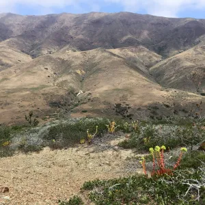 Santa Cruz Island Trip, Greene's live-forever (Dudleya greenei)