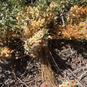 Santa Cruz Island Trip, Saltmarsh dodder (Cuscuta salina)