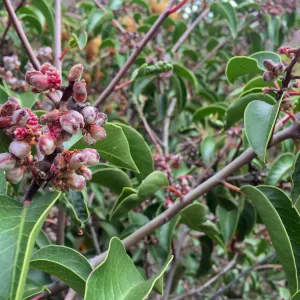 Santa Cruz Island Trip, Sugarbush (Rhus ovata)