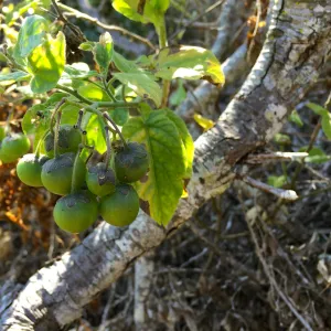 Santa Cruz Isand Trip, Santa Cruz Island nightshade (Solanum clokeyi) fruit