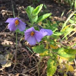 Santa Cruz Island Trip, Santa Cruz Island nightshade (Solanum clokeyi)