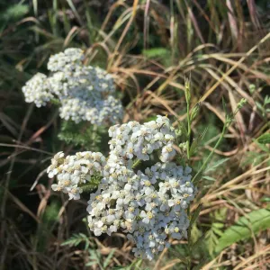 Santa Cruz Island Trip, Common yarrow (Achillea millefolium)
