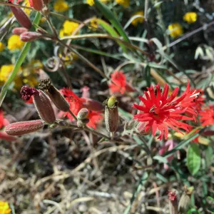 Santa Cruz Island Trip, Mexican catch-fly (Silene laciniata) and Golden yarrow (Eriophyllum confertiflorum)