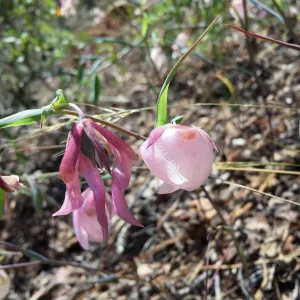Santa Cruz Island Trip, Fairy houses (Calochortus albus)