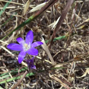 Santa Cruz Island Trip, Chaparral clusterlily (Brodiaea jolonensis)