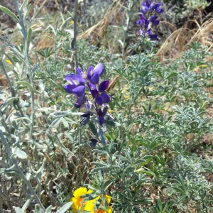 Santa Cruz Island Trip, Lupines and poppies