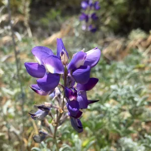 Santa Cruz Island Trip, Lupins and poppies