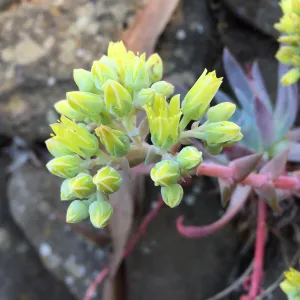 Santa Cruz Island Trip, Greene's live-forever (Dudleya greenei)