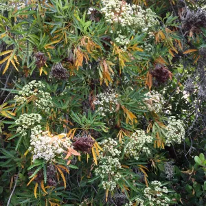 Santa Cruz Island Trip, Island ironwood (Lyonothamnus floribundus)