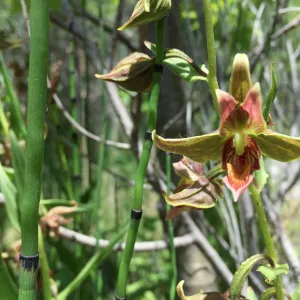 Santa Cruz Island Trip, Stream orchid (Epipactis gigantea)