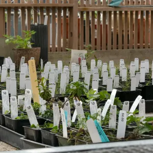 Plant propagations in the Garden Growers Nursery