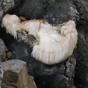 Remains of vandalized Lion's Mane Mushroom, Hericium erinaceus