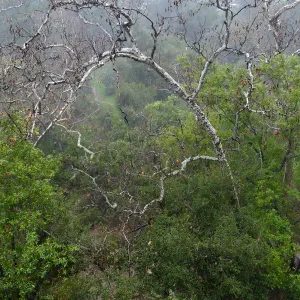 Canyon Sycamore in rain