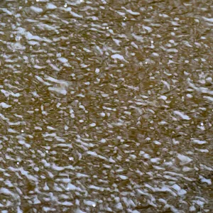 Water Wise Home Garden, rain in vegetative swale