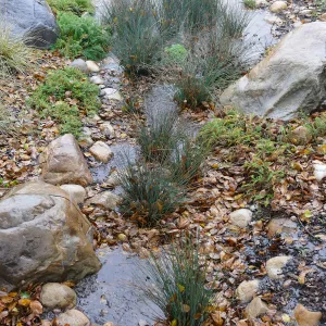 Water Wise Home Garden, California Grey Rush in vegetative swale during rainstorm