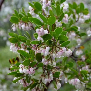Raiche's Manzanita in rain