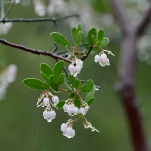 Raiche's Manzanita in rain