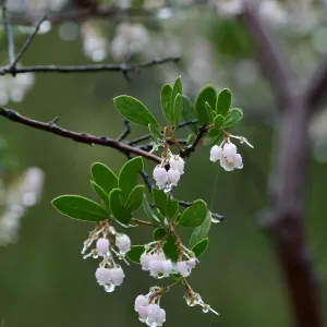 Raiche's Manzanita in rain