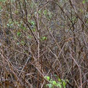 Spice Bush in rain