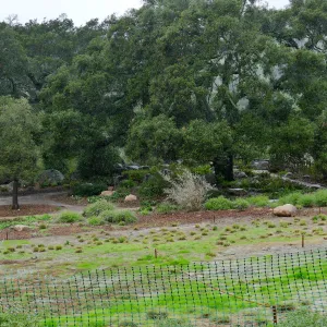 Meadow Oaks (Coastal Live Oak) in rain