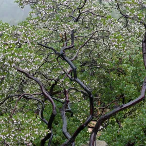 Raiche's Manzanita