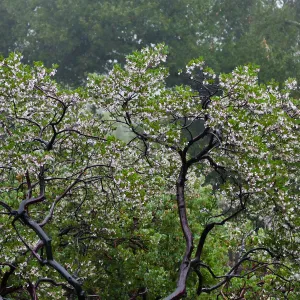 Raiche's Manzanita