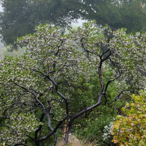 Raiche's Manzanita
