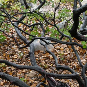 Whiteleaf Manzanita branches