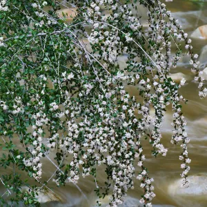 Bigpod Ceanothus above Mission Dam