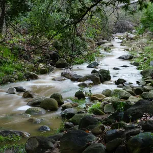 Mission Creek above Redwood Section
