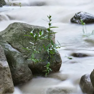 Mission Creek above Redwood Section