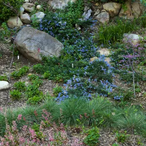 Ceanothus â€˜waterfall' in Wooded Dell