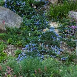 Ceanothus â€˜waterfall' in Wooded Dell