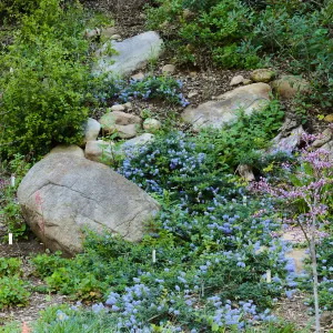 Ceanothus â€˜waterfall' in Wooded Dell