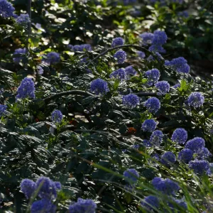 Ceanothus â€˜Joyce Coulter' in the Wooded Dell