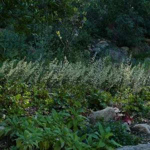 Heuchera in the Wooded Dell