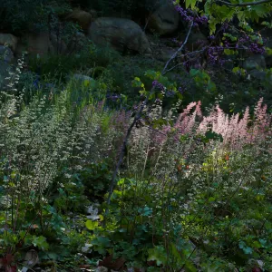 Heuchera in the Wooded Dell