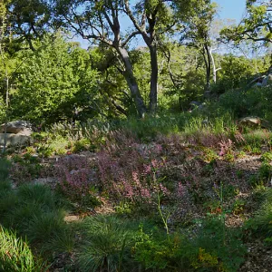 Wooded Dell panorama