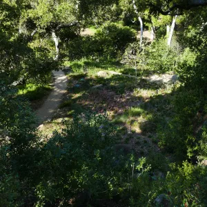 Wooded Dell, view from picnic area