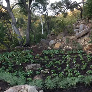 Installation of the Wooded Dell