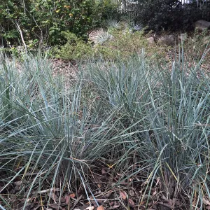 Festuca californica