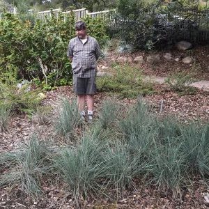 Bruce Reed, Festuca californica