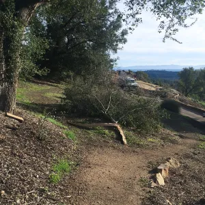 Fallen branch near trail to Pritzlaff Conservation Center