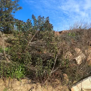 Condition of perimeter walls at Pritzlaff Conservation center before repair
