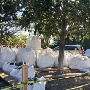 Island Oaks in Susan Van Atta parking lot just before being moved