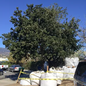 Island Oaks in Susan Van Atta parking lot just before being moved