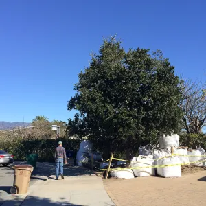 Island Oaks in Susan Van Atta parking lot just before being moved